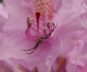 spindel+rhododendron kopiera.jpg