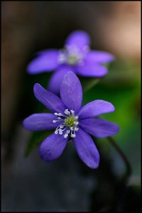 blueanemone1400.jpg