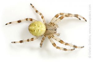 araneus_quadratus_1143.jpg