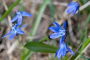 scilla skogen fittjavägen_botkyrkaleden,fittja 070417.jpg