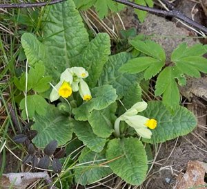 gullviva elvesta naturskog 070429c.jpg