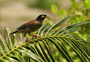 common myna 2.jpg