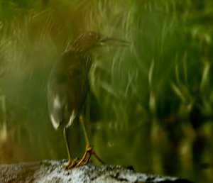 chinese pond heron 3.jpg