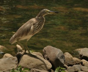 chinese pond heron 7.jpg