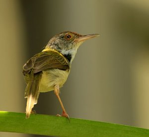 common tailorbird 4.jpg