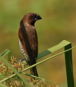 scaly breasted munia 2.jpg