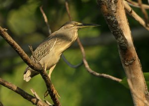 little heron 2.jpg