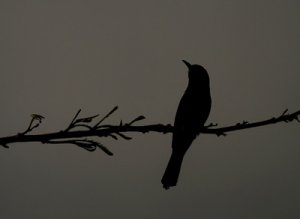 blue tailed bee eater.jpg