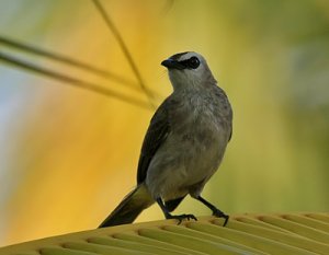 yellow vented bulbul 4.jpg