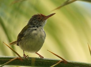 common tailorbird 9.jpg