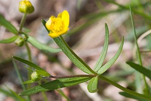 majsmörblomma fårberget 070505c.jpg