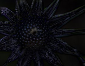 070530-blackflower.jpg