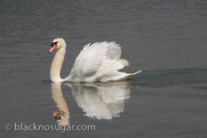 swan.jpg