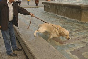 hundbad vid kölnerdomen.jpg