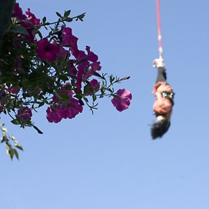 bungy-blomma.jpg