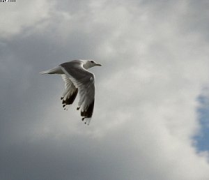 mgl_seagull18-70.jpg.jpg