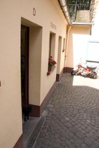 hunden på damtoan exp=0.jpg