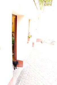 hunden på damtoan exp=+4.jpg