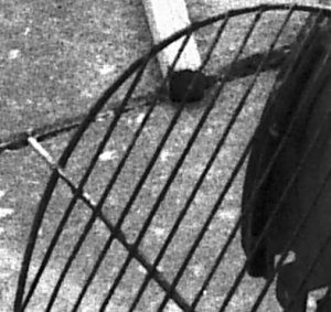 fomapan 400croop.jpg