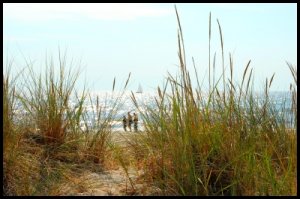 strandgräs.jpg