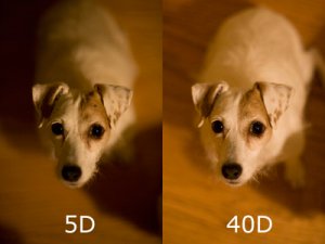 5d-vs-40d.jpg