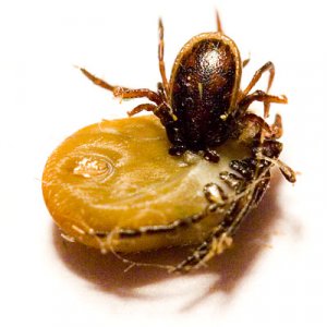 _mg_8233 fästing 1.jpg