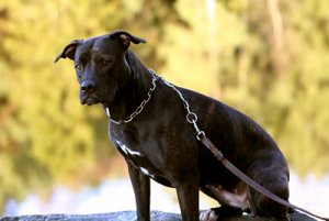 nytt objektiv 020_1.jpg