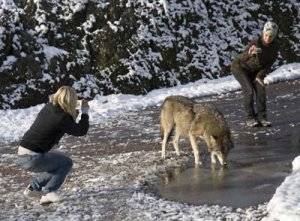 varg_foto_400px.jpg