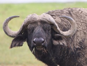 buffalo_tmp_img_0021.jpg