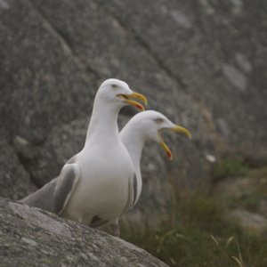 tvåhövdade-gråtruten-liten.jpg