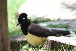 gralha-picaça plush-crested jay.jpg