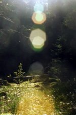 skogsglaenta071018-1 copy.jpg