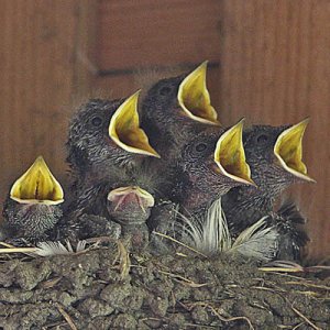 kopia av svalungar getterön 020 kopiera_redigerad-1.jpg