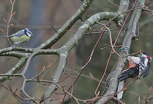 5dec´05 001 kopiera.jpg