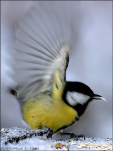 surrealtit_1719_400.jpg