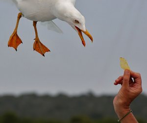 fågel-spanien 9.jpg