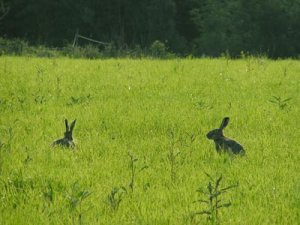 fälthare minskad i ps.jpg