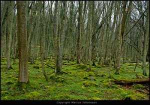 393-stenshuvud-nationalpark-50k.jpg