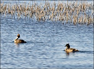 _mg_1486birds.jpg