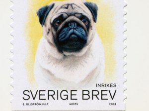 mops70300liten.jpg