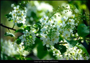 0458-blomster-50k.jpg