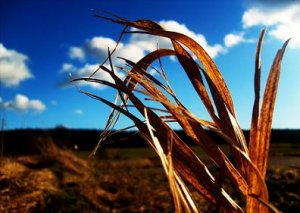 till fotosidan.se.jpg