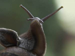 helix aspersa.jpg