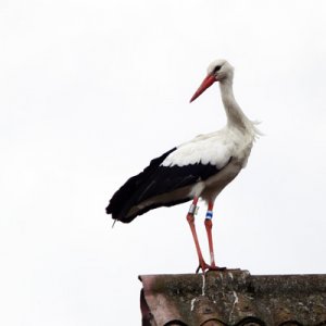 p1100723 stork 400-400.jpg