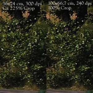 300vs240dpi.crop.2.2.jpg