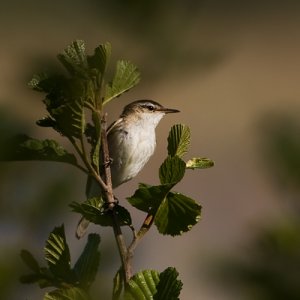 _1D38750_sångare_Ågesta_2008-05-24.jpg