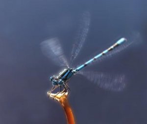 Coenagrion edited.jpg