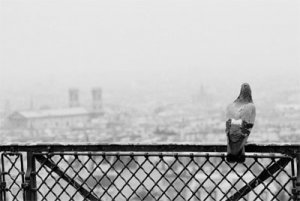 king-small - orig.jpg