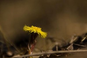 tussilago pyteliten.jpg