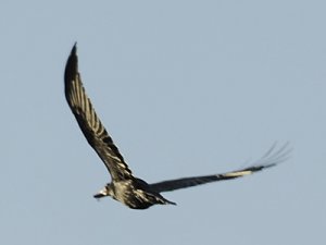 bird_e45_20090420.jpg